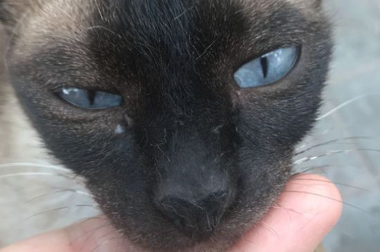 猫舌头有多长