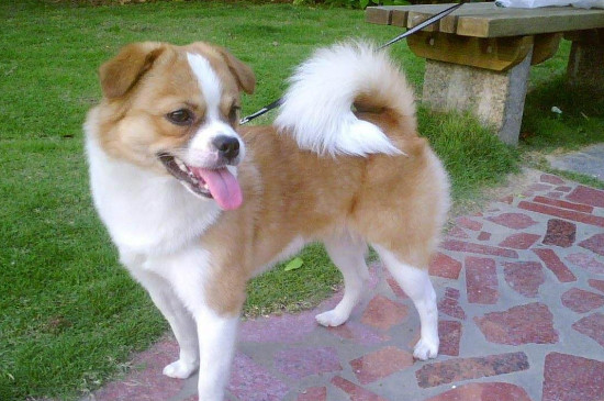 中华田园犬是什么狗