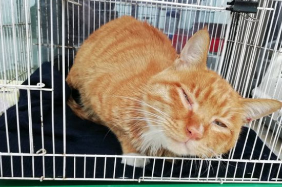 猫怀孕了有什么症状