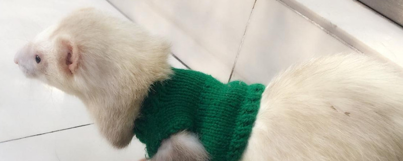 雪貂和黄鼠狼的区别