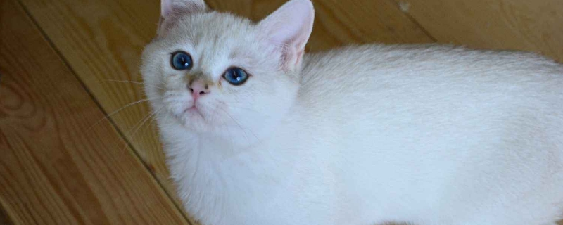 猫不拉屎的原因是什么