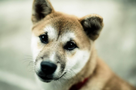 秋田犬怎么看纯不纯