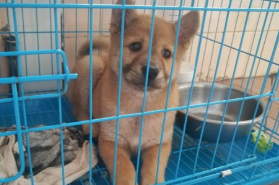 为什么不让狗烤火