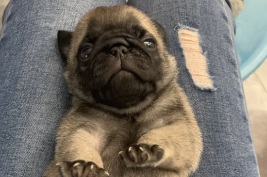 巴哥犬性格怎么样，巴哥犬的性格优缺点