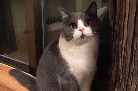 惊讶猫是什么品种