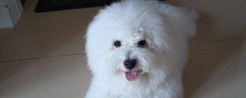 比熊犬怎样训练