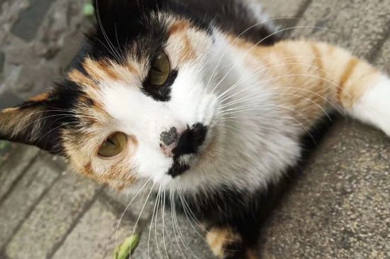 流浪猫吃火腿肠吗，可以喂流浪猫吃什么