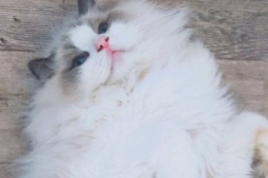 猫应激反应症状