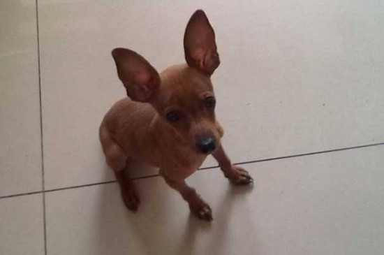 小鹿犬能活多少岁