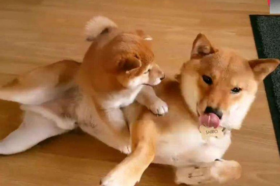柴犬淘气吗