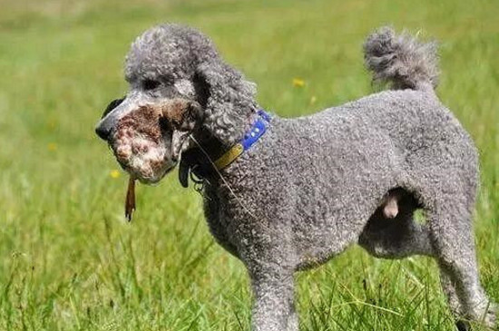 贵宾犬为什么叫水猎犬