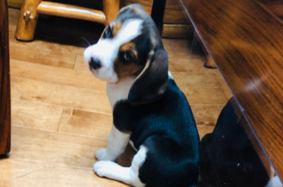 比格犬真的是养不熟吗