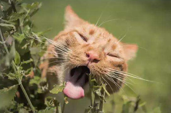 木天蓼和猫薄荷的区别