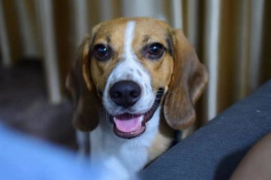 比格犬好养吗？不凶听话高智商很好养