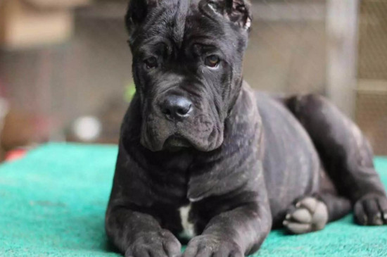 卡斯罗犬怎样训练