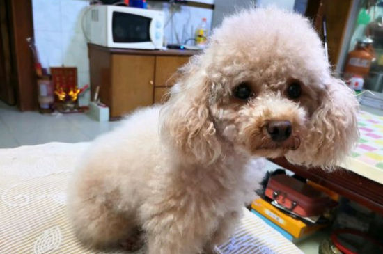 母泰迪发情期什么表现