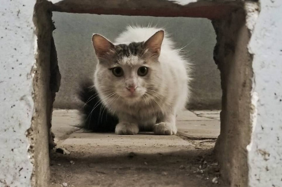 猫的寿命有多长