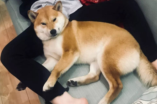 柴犬信任主人的表现