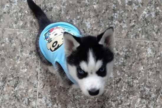 狗狗角膜炎几天能好