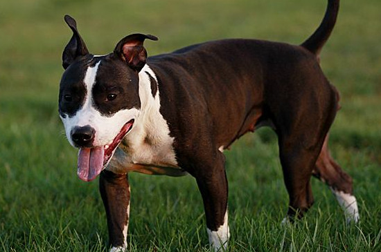 斯塔福犬为啥养的都后悔，攻击性强属于烈性禁养犬