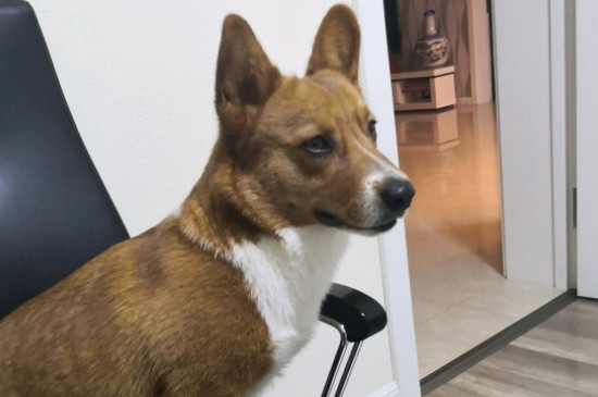 柯基犬的优缺点