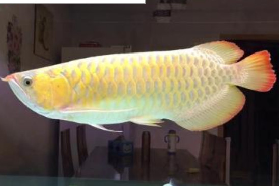 龙鱼炸鳞怎么治疗