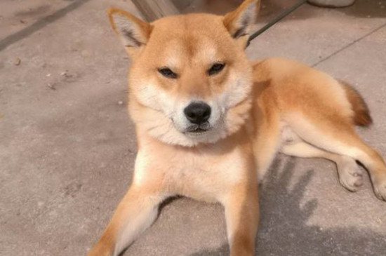 柴犬为什么要刨地