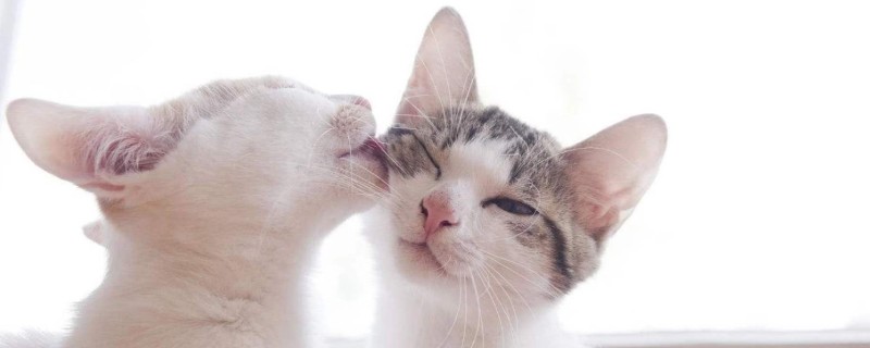 猫互相舔毛是因为什么