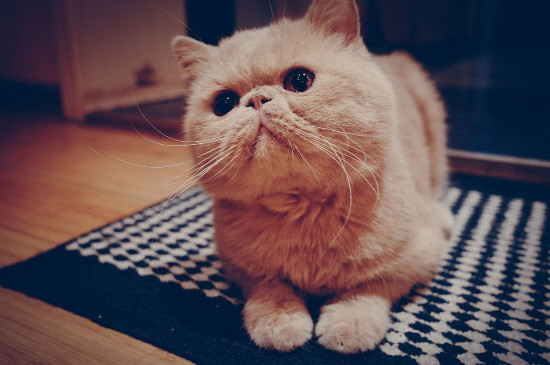十大适合家养的猫，最适合家养的猫排名