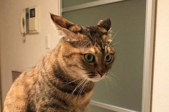 猫咪飞机耳是什么意思