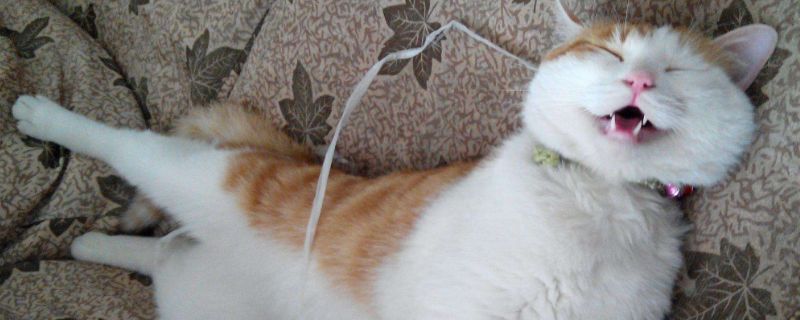 猫怕什么气味一闻就跑