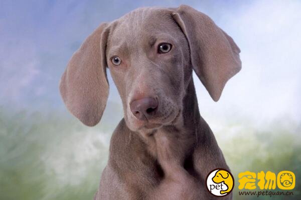 威玛猎犬多才多艺，既能训练成工作犬也能陪小孩老人