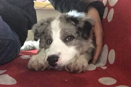 小狗几个月换牙