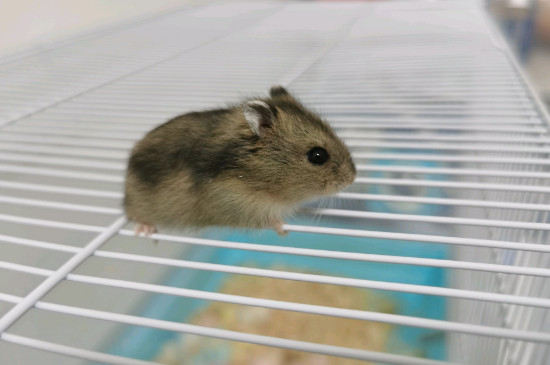 仓鼠喜欢什么环境