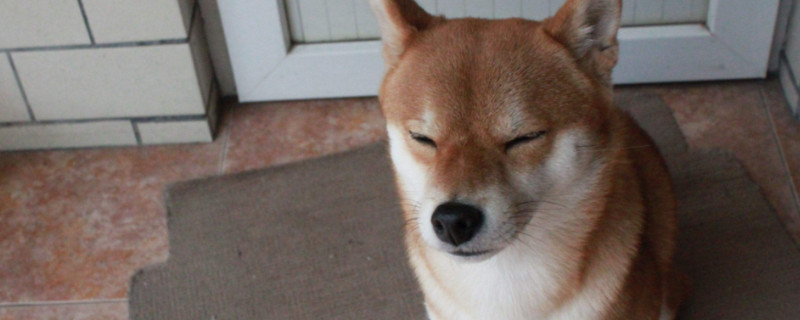 2000买柴犬靠谱吗