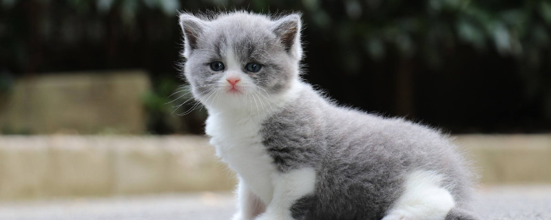 蓝猫和白猫生出什么猫