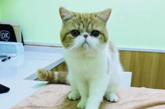 猫咪绝育后蛋蛋是什么样子