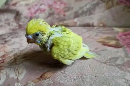 鹦鹉幼鸟怎么喂养