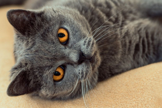 英国短毛猫是蓝猫吗，英国短毛猫和蓝猫区别