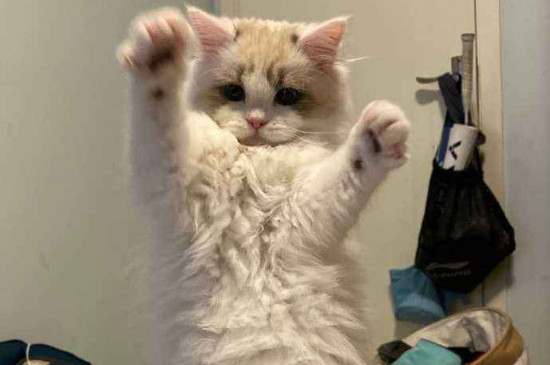 猫耳朵热咋回事