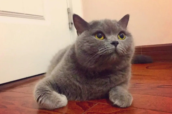 蓝猫最爱吃的10种食物