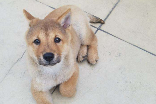 柴犬是只认一个主人吗