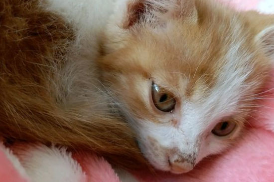 猫掉毛秃了一块没癣