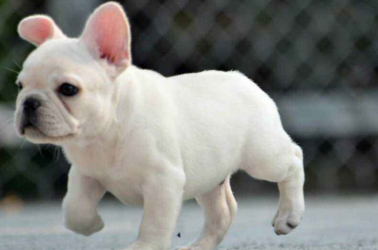 斗牛犬毛为什么是硬的