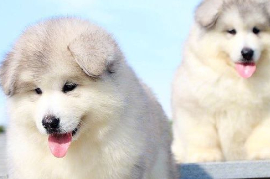 雪橇犬为什么睡雪里不怕冷