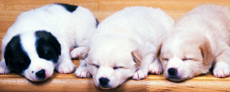 狗狗接生需要准备什么