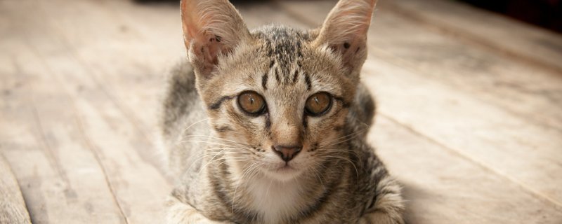 猫体内驱虫和体外驱虫能一起吗