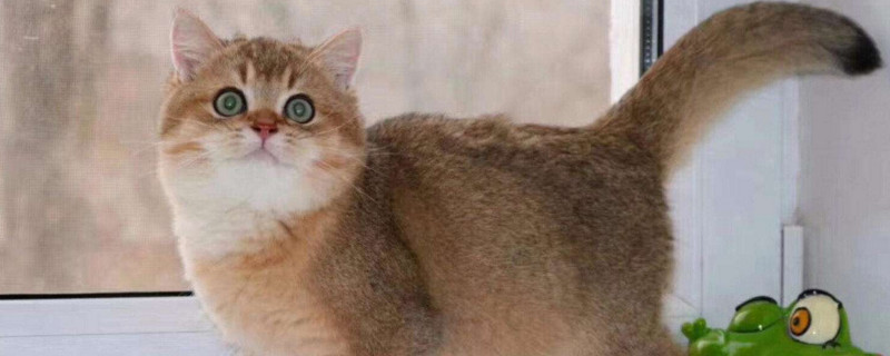 英国短毛猫认主人吗