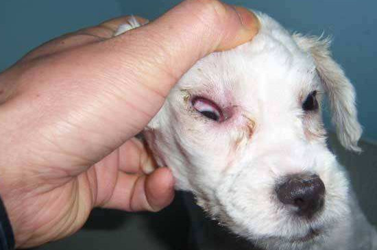 犬瘟热传染人吗