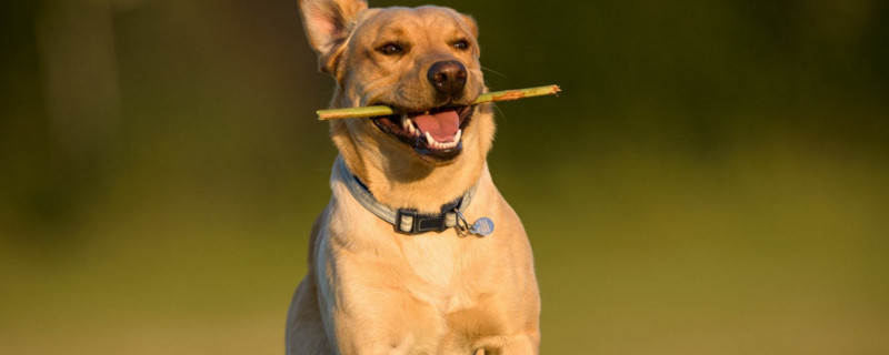 狗狗配种十天症状